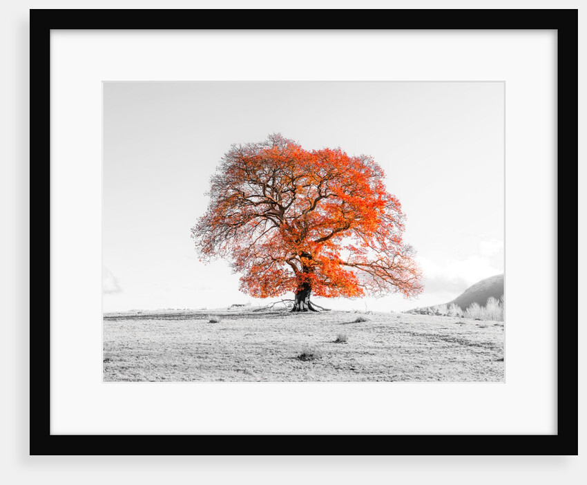 Tree on a hill by Assaf Frank